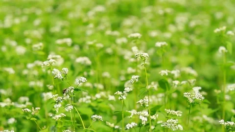 Buckwheat field. Stock Footage 87192892