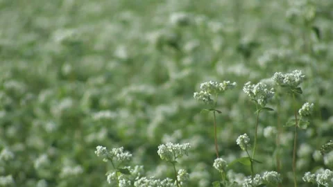 Buckwheat Field Stock Footage 332759931
