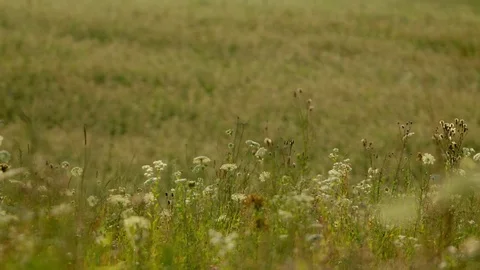 Buckwheat field late afternoon, sharpness relocation,  medium close shot, 4K Vídeo Stock 80071496