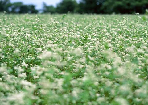 Buckwheat Field Stock Photos