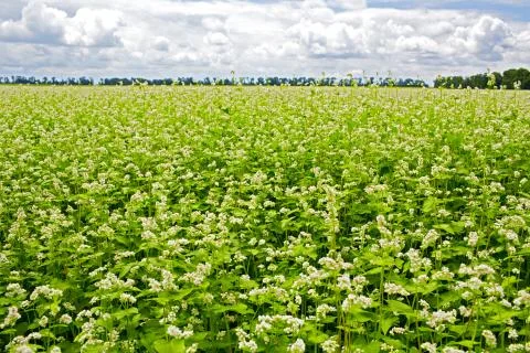 Buckwheat field Stock Photos