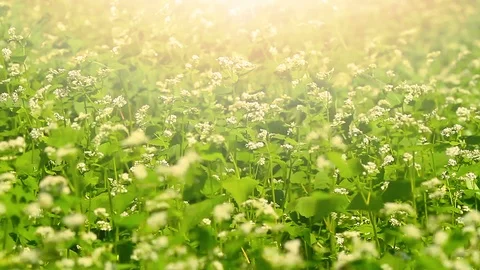 Buckwheat field in the rays of the sunrise. Stock Footage 87192998