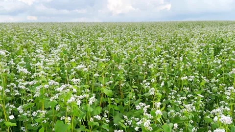 Buckwheat field is ripening Stock Footage 245628002