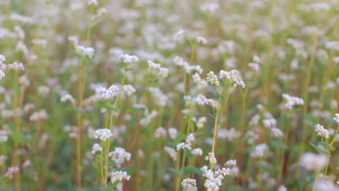Buckwheat field at sunset Stock Footage 93693091