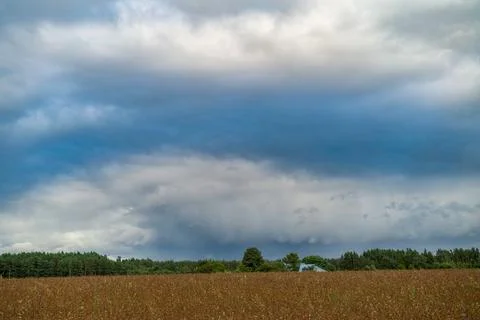 Buckwheat field under dramatic rain clouds and blue sky Stock Photos