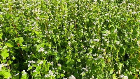 Buckwheat field in white bloom Stock Footage 245628452