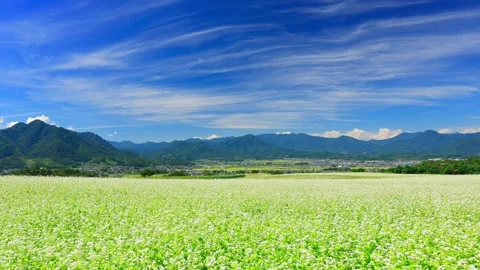 The Buckwheat Fields and Flowing Clouds of Higashiyama Tourist Farm Stock Footage 333214093