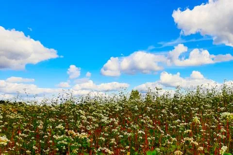 Buckwheat Fields in Full Bloom Under a Bright Blue Sky on a Sunny Day Stock Photos