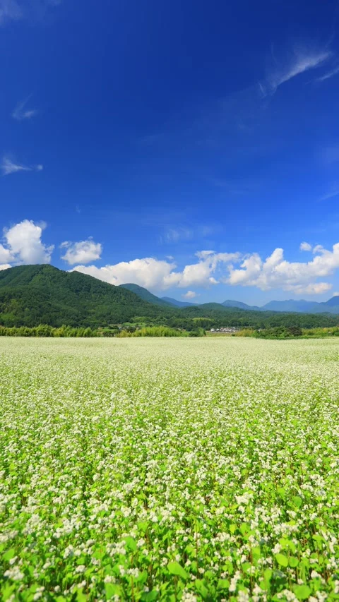 The Buckwheat Fields of Maeyama and the Mountain Ranges of Megami-dake and 库存影片 333273573