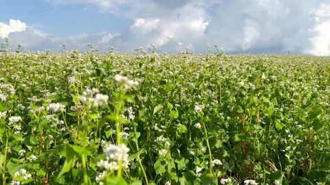 Buckwheat flower in the field Stock Footage 245627814