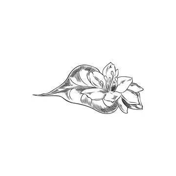 Buckwheat flower with leaf and seed engraved sketch, vector hand drawn イラスト素材
