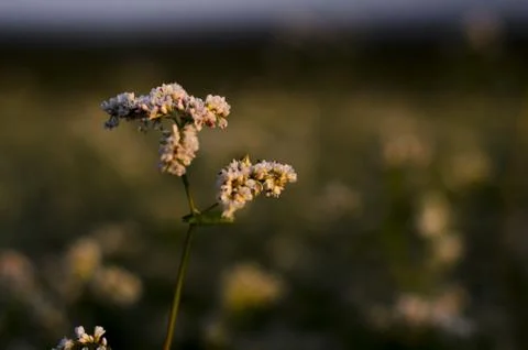Buckwheat flower Foto stock