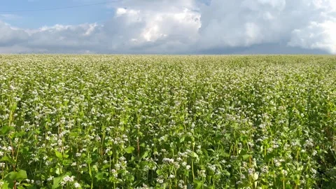 Buckwheat flowering Stock Footage 245627821