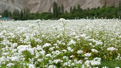 Buckwheat flowers blowing in the wind. Stock Footage 130842297