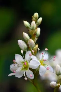 Buckwheat flowers Stock Photos