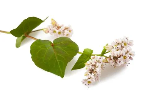 Buckwheat flowers Stock Photos