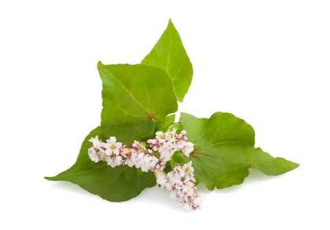Buckwheat flowers Stock Photos