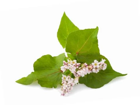 Buckwheat flowers Stock Photos