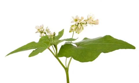 Buckwheat flowers Stock Photos