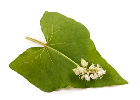 Buckwheat  flowers Stock Photos