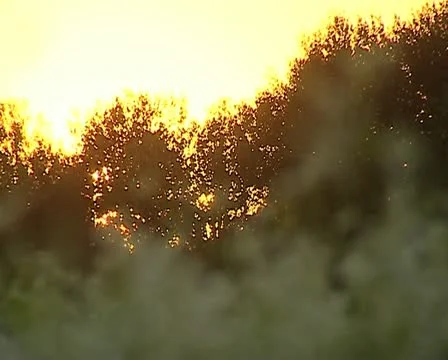 Buckwheat 動画素材 12403281