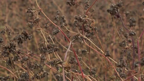 Buckwheat Stock Footage 130939462