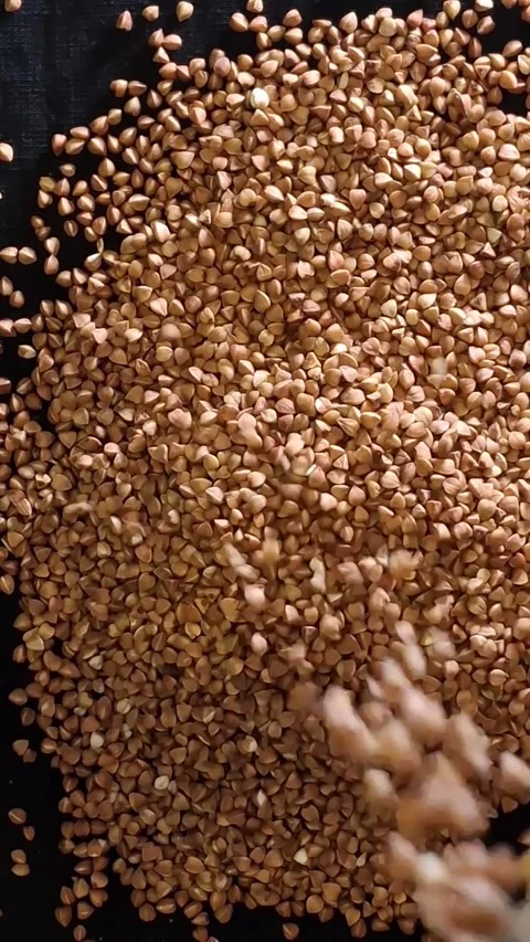 Buckwheat Stock-Footage 342662633