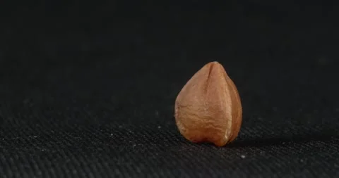 Buckwheat grain close-up on a black background. Macro buckwheat. 스톡 동영상 166494496