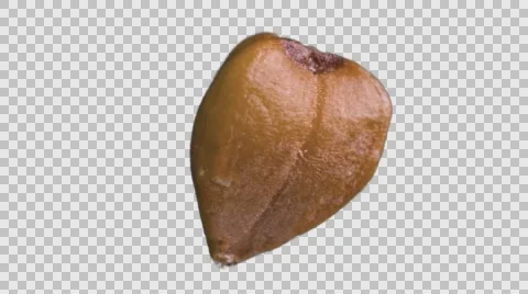 Buckwheat grain. Extremely macro. 360 Rotate. Loop Video stock 68039755