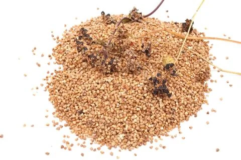 Buckwheat grain Stock Photos