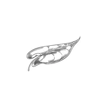 Buckwheat green leaf vector engraved sketch, hand drawn summer garden foliage 스톡 일러스트