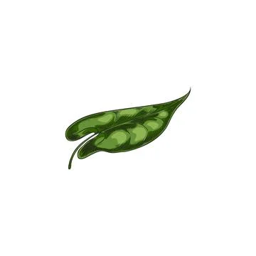 Buckwheat green leaf vector sketch, hand drawn summer garden foliage herb イラスト素材