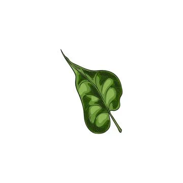Buckwheat green leaf vector sketch, hand drawn summer garden falling foliage イラスト素材
