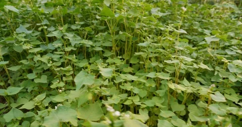 Buckwheat as green manure Video stock 113698502