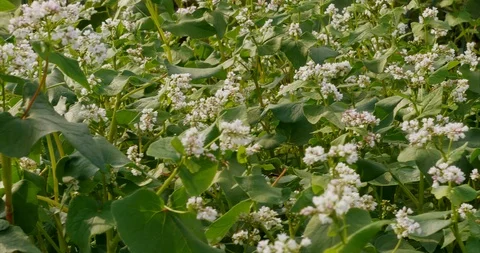 Buckwheat green manure Stock Footage 114263525