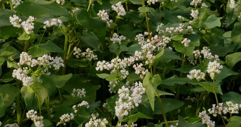 Buckwheat green manure Stock Footage 114264570