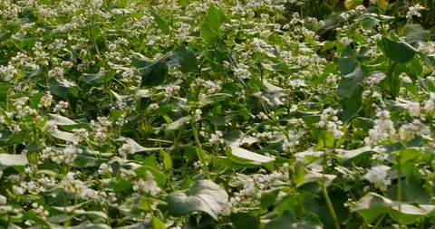 Buckwheat green manure Stock Footage 114264636