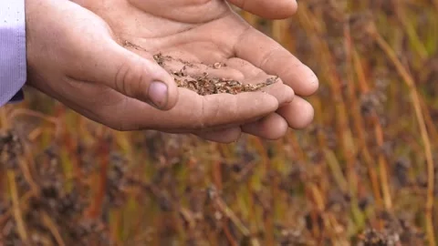 Buckwheat in hand over field. Stock Footage 223816808