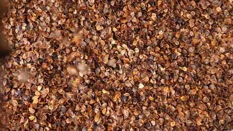 Buckwheat husks falling down on a pile in slow motion Stock Footage 202250730