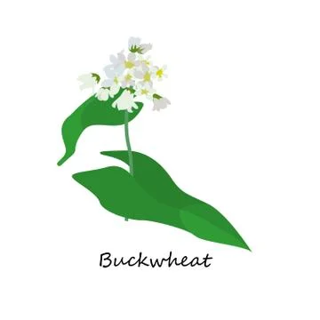Buckwheat. Illustration of Flower Stock Illustration