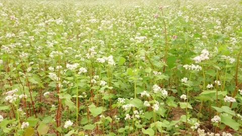 Buckwheat plants with white flowers fluttering in the wind in the field Stock Footage