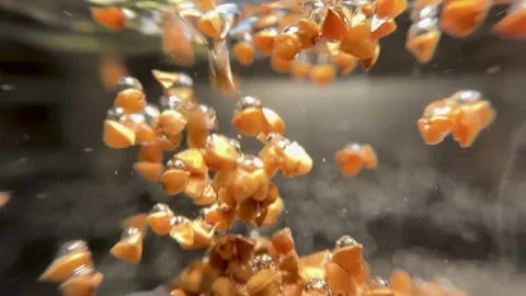 The buckwheat is poured into the water Stock Footage 257476866