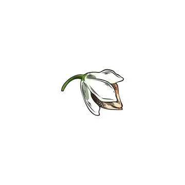 Buckwheat raw seed in flower vector sketch, hand drawn buckwheat groats, cereal 스톡 일러스트