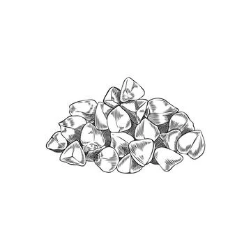 Buckwheat seeds engraved sketch, vector hand drawn groats pile, cereal crops イラスト素材