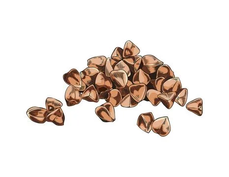 Buckwheat seeds vector sketch, hand drawn buckwheat groats pile, cereal crops イラスト素材