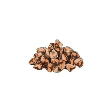 Buckwheat seeds vector sketch, hand drawn buckwheat groats pile, cereal crops イラスト素材