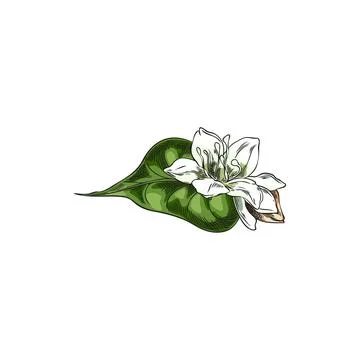 Buckwheat white flower with leaf and seed sketch, vector hand drawn agricultural 스톡 일러스트