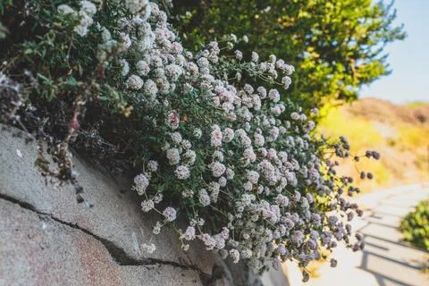Buckwheat wildflowers with clusters of tiny white and pink blooms grow alon.. Stock Photos