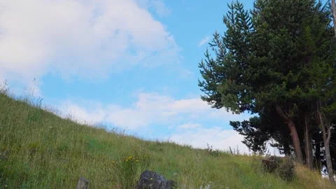 Bucolic alpine landscape with pine trees and green grass 스톡 동영상 311204289