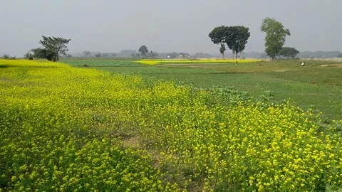 Bucolic mustard field 스톡 동영상 228022342